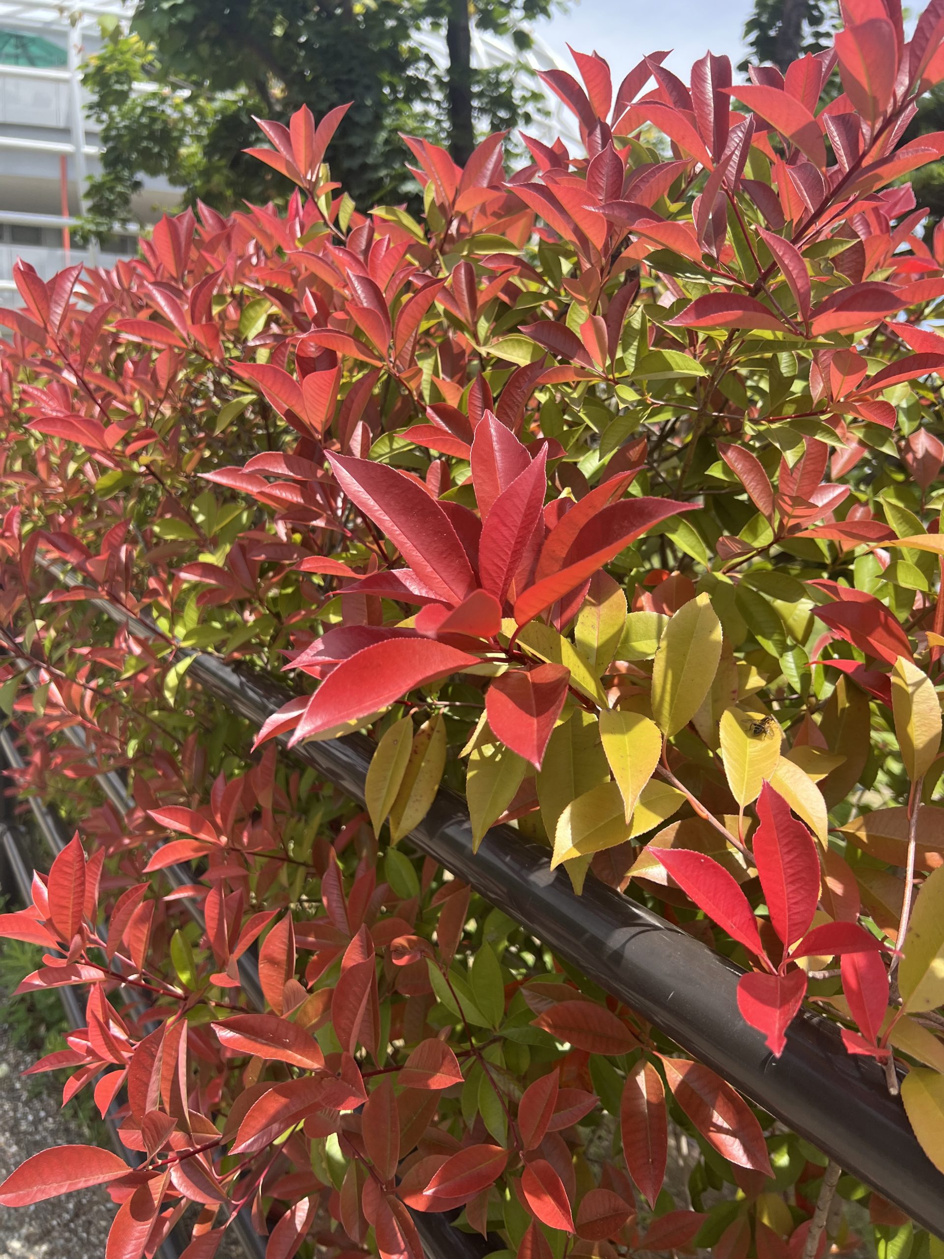 レッドロビン | 山梨県笛吹川フルーツ公園