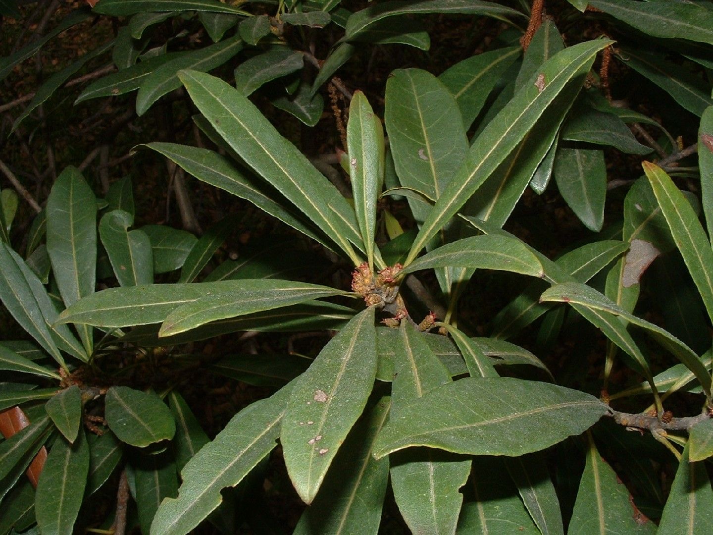 ヤマモモ | 山梨県笛吹川フルーツ公園